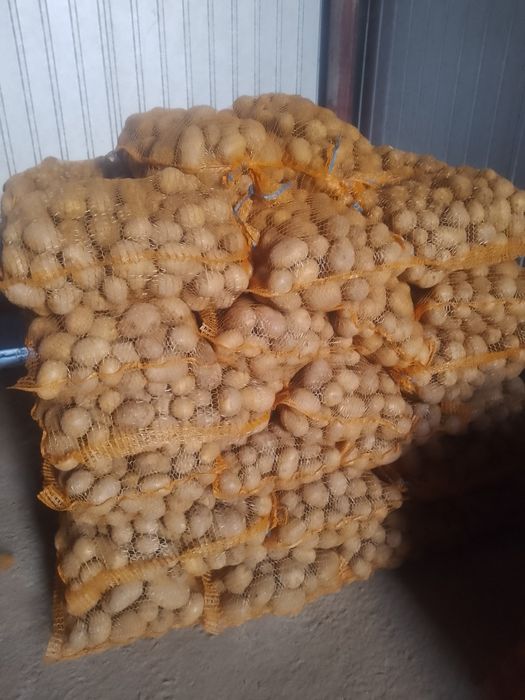 Ziemniaki paszowe oraz wielkości sadzeniaka