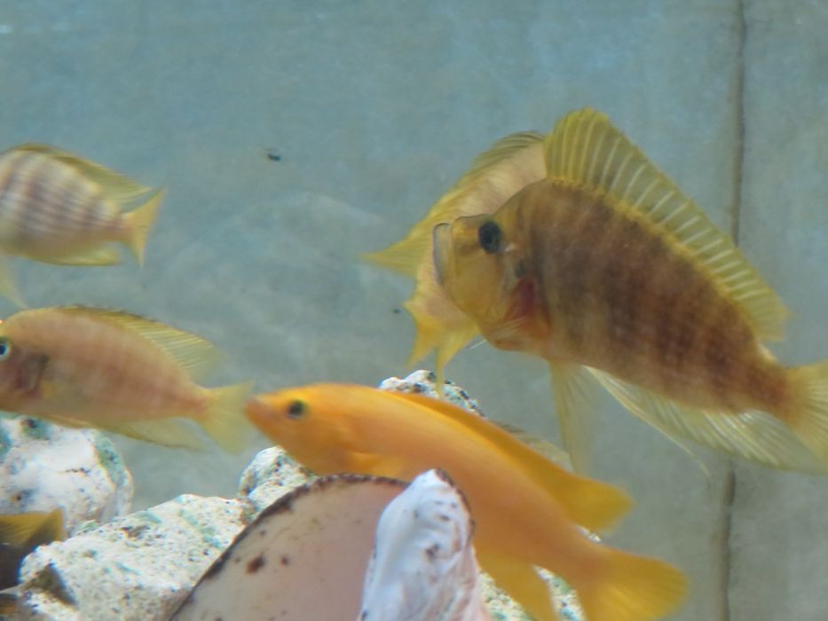 Neolamprologus leleupa tanganika 2 f1