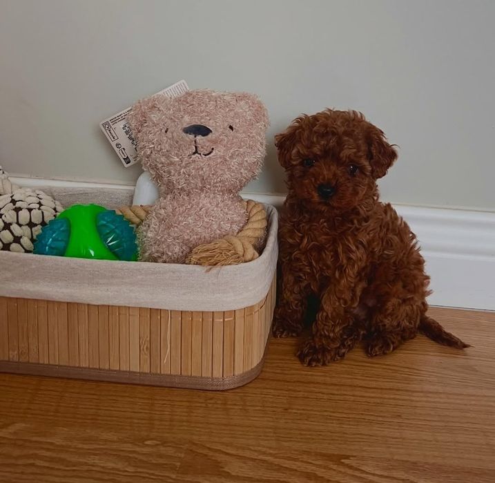 Чудовий малюк той пудель