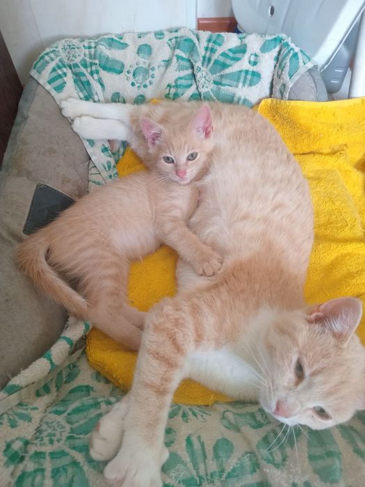 Персиковий хлопчик, кошеня, котеня
