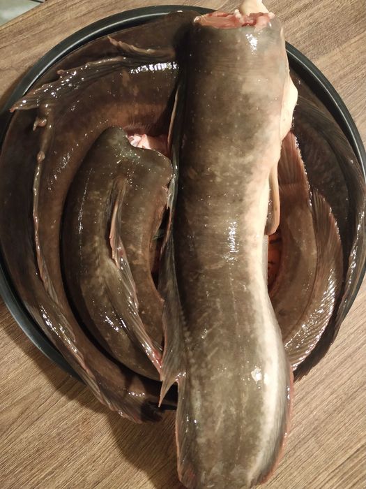 Sum ryba tusza tuszka wysyłka za darmo