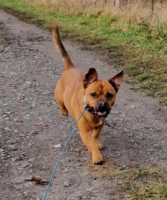 Malutki Odyn w typie buldoga francuskiego do adopcji!