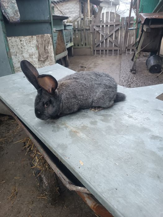 Кролі-кролики самці