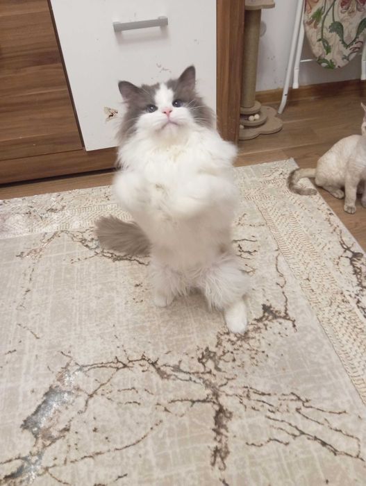 Ragdoll Blue Bicolor (REZERWACJA)