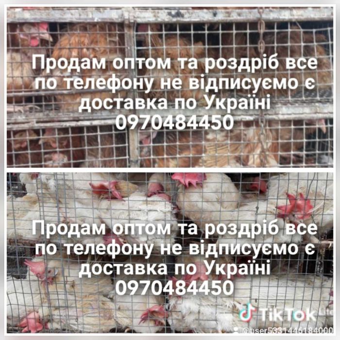 Кури з доставкою