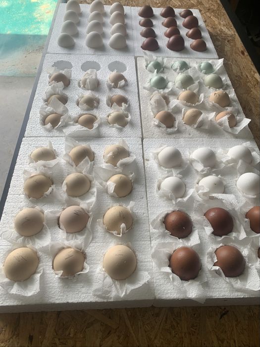 Ovos de galinhas de raça