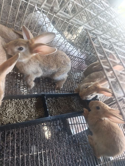 Coelhos Caseiros