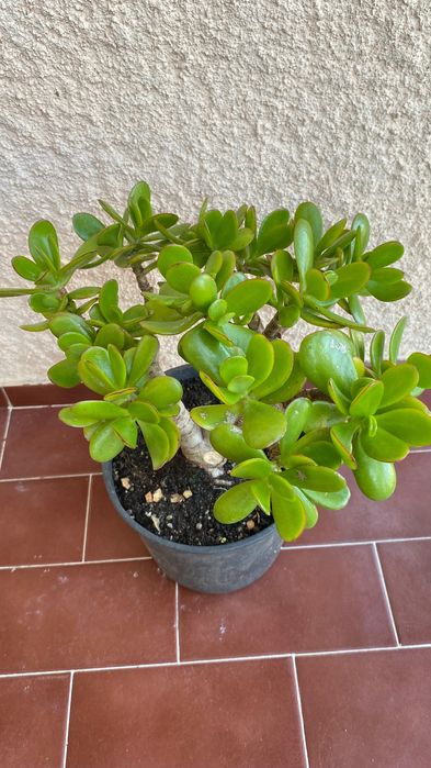Vendo suculenta Jade