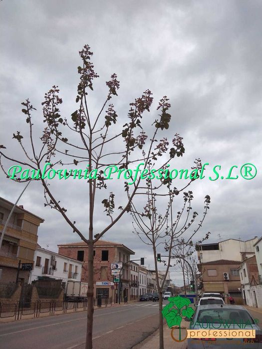 1.	Árvores Paulownia com desconto. Variedade estéril.