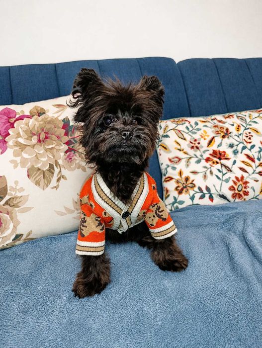 Pomapoo pudel Toy miniaturowy