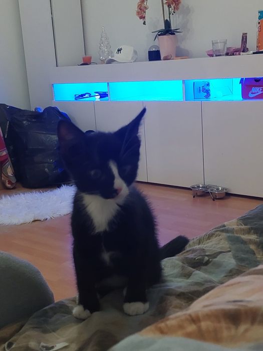 Oddam za darmo kotka