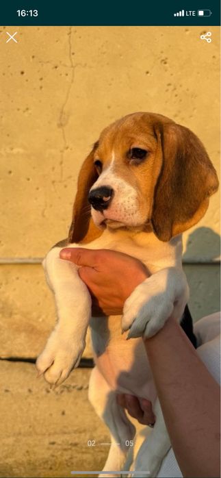 Бігль дівчинка чистокровна