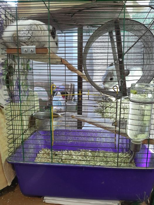 Клетка для шиншилл. На письменные сообщения не отвечаю.