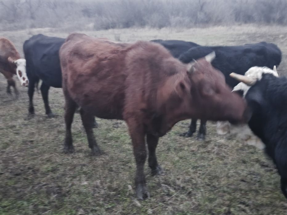 Продам глибоко тільних телиць. Крс