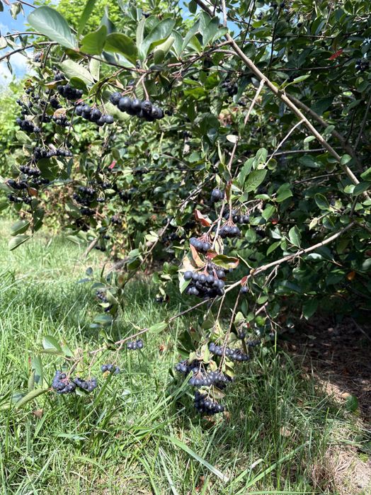 Owoce aronia 100% eko