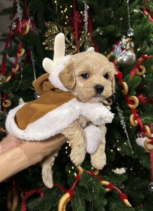 Мальчики и девочки Мальтипу