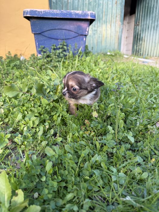 Magnífica menina chihuahua