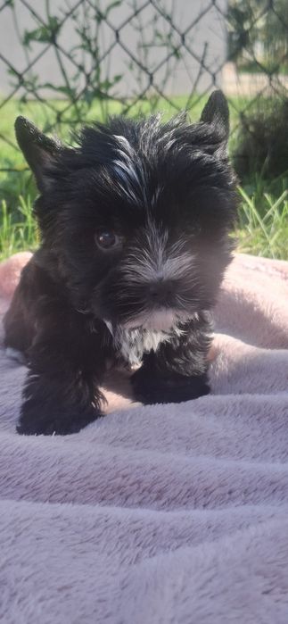 Piesek rasy Yorkshire Terrier
