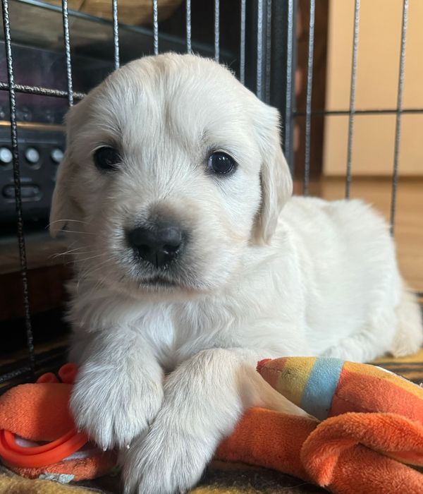 Golden retriever z rodowodem FCI ZKWP