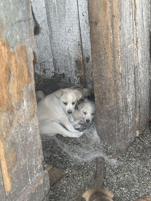 віддам песиків в добрі руки
