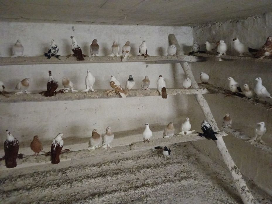 Gołębie ozdobne różne