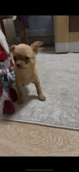 Хлопчик чіхуахуа