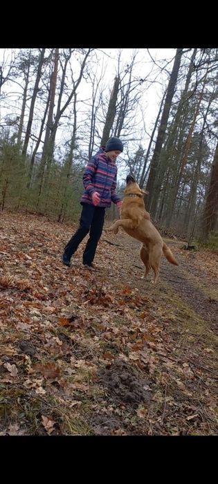 В добрі руки Рудий пес