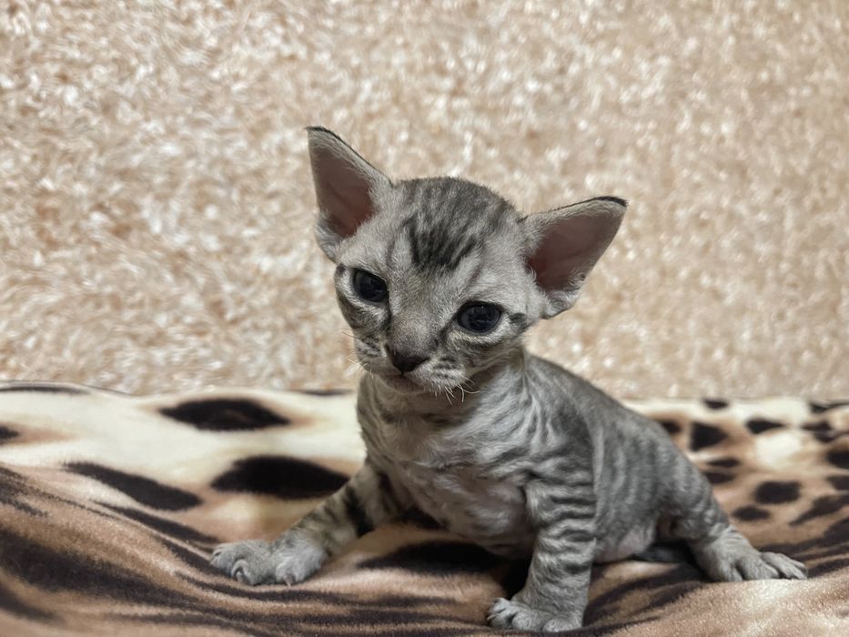 Вязка Девон Рекс