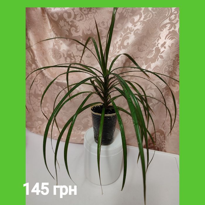 Драцены 4 сорта, молочай Миля, молочай беложилковый, гибискусы 3 сорта