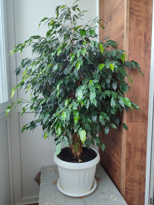 Фікуси Бенджаміна