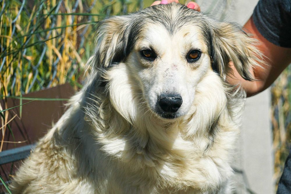 ROTEK - śliczny, łagodny pies szuka domu