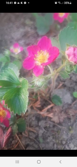 Firletka różowa omszala