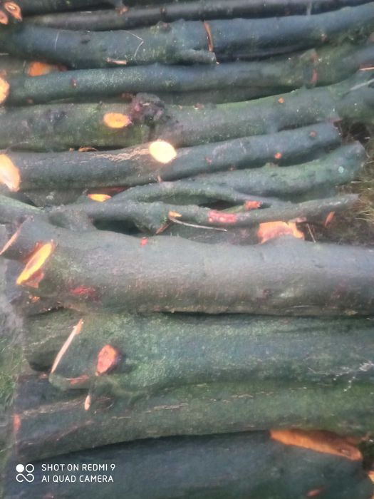 Drewno opałowe kominkowe