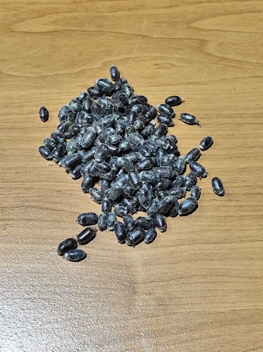 Murarka ogrodowa kokony zapylanie pszczoły