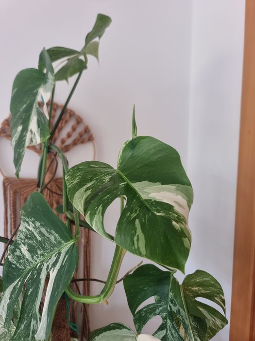 Monstera Variegata Albo Planta Grande + Oferta de Vaso Artevasi feito à mão