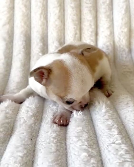 Chocolate Menino  Super Mini.Branco e laranja. Perfeito!