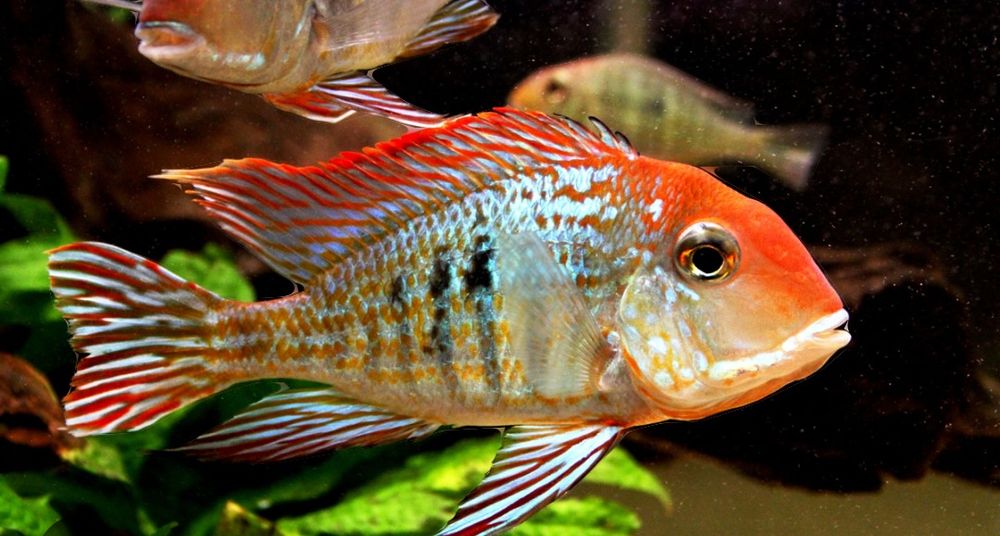 Orange head tapajos ziemiojad promocja