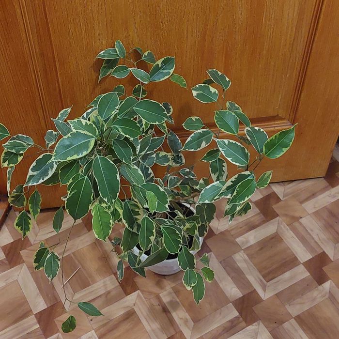 Пропоную до продажу кімнатні квіти вирощені в домашніх умовах