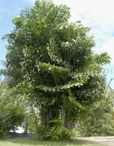 Magníficas Palmeiras rabo-de-peixe Caryota mitis