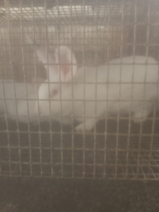 Кролі Термонці та Європейське срібло