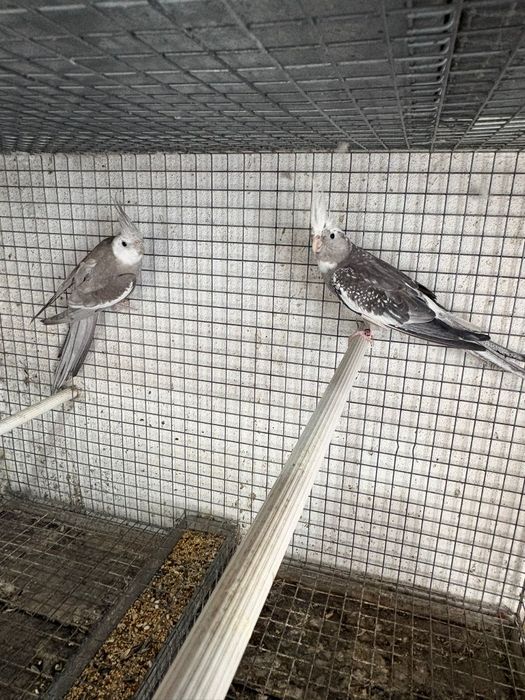 Casal de agapórnis fischer Casal de periquitos ingleses