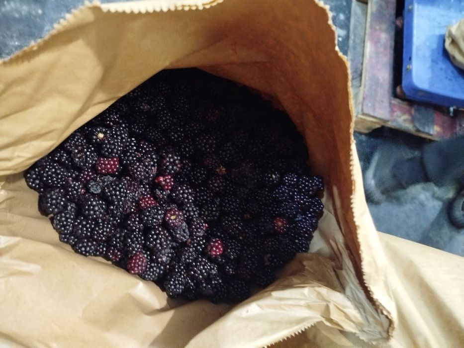 Продаємо на постійній основі ягоди Смородини,Ожини,Малини