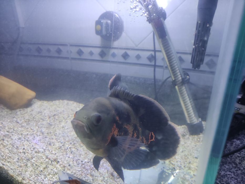 Oscar com cerca de 20 cm