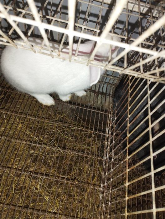 Coelhos raça grande