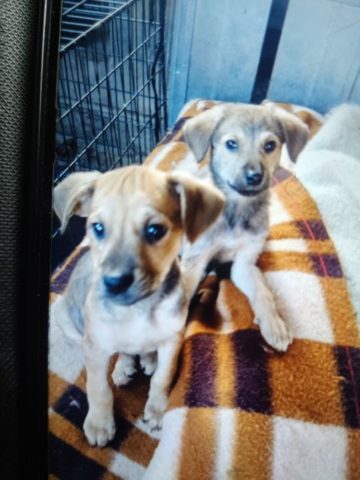 Oddam suczki za darmo.