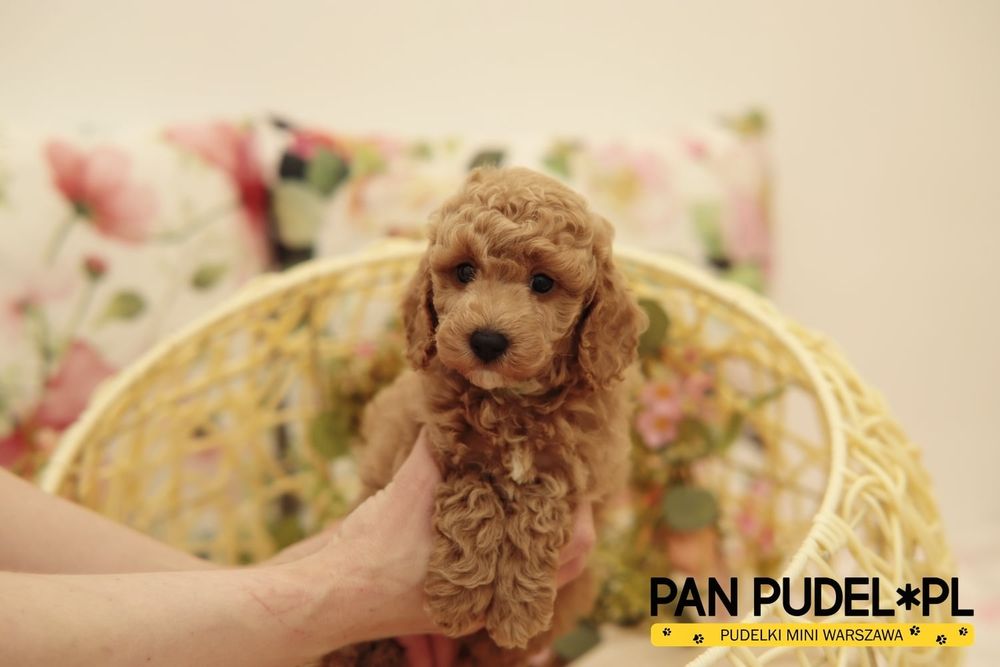Pudel Toy/Mała Miniaturka Słodki Piesek Red Płowy Odbiór