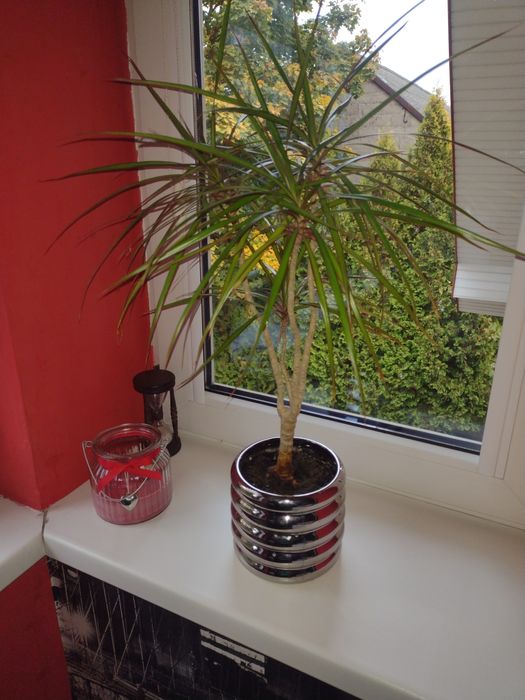 dracena,kwiat w doniczce