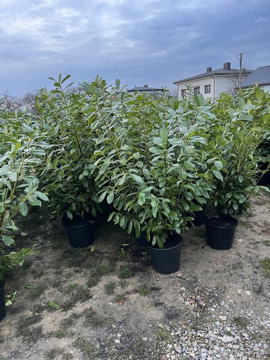 Laurowiśnia, cis, tuja brabant