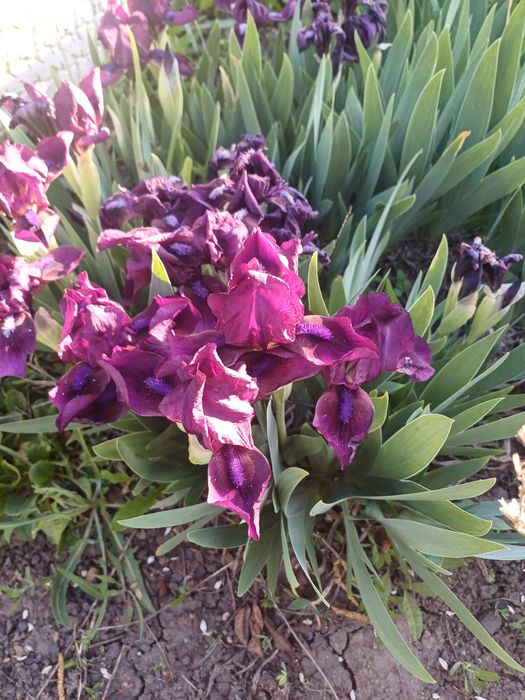 Карликовий  ірис