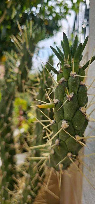 Cacto columnar (tipo Trichocereus) – exemplar imponente e ramificado, ±1,00-1,20m